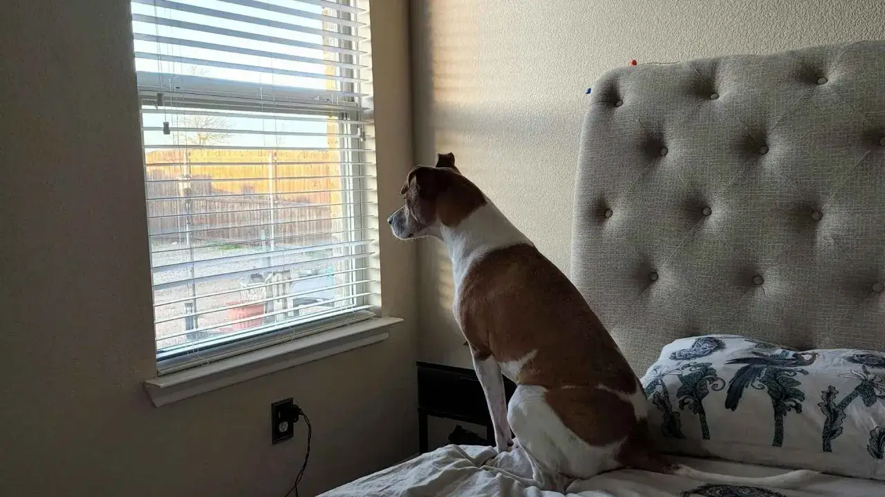 Perro marr&oacute;n y blanco mira por la ventana, quiz&aacute;s pensando en flores de Bach para perros.