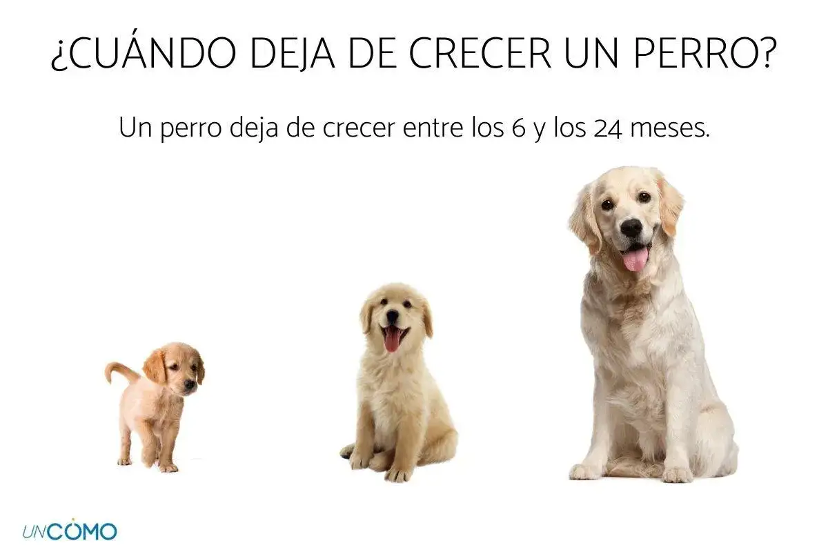 Tres perros golden retriever en diferentes etapas de crecimiento, mostrando cu&aacute;ndo un perro deja de ser cachorro.