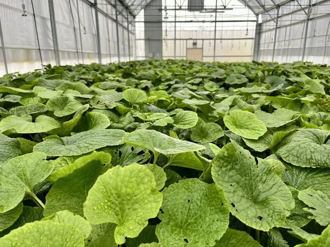 Zielone, wilgotne liście rośliny w szklarni. To właśnie tutaj rośnie wasabi, zanim trafi na nasze stoły.