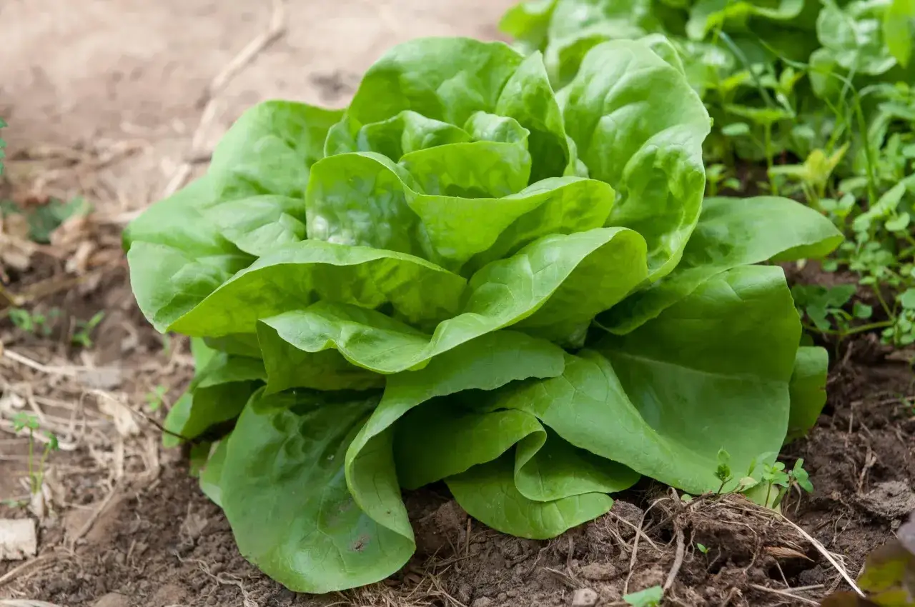 Ein frischer, grüner **Salatkopf** wächst im Beet. Seine Blätter sind voluminös und leicht gewellt.