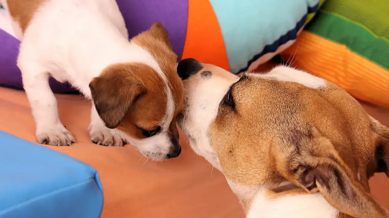Un cachorro blanco y marr&oacute;n olfatea a un perro adulto. Un momento tierno de c&oacute;mo presentar un cachorro a un perro adulto.