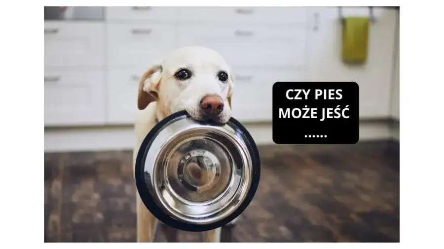 pies i pasztet dla ludzi niebezpieczeństwo