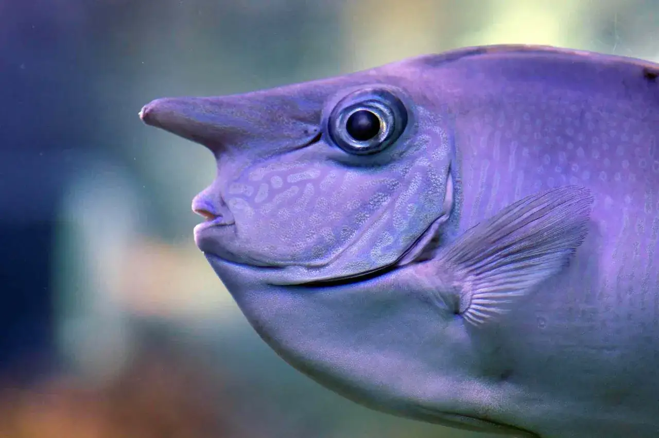 Un pez morado con un cuerno prominente en la cabeza, como si fuera un unicornio marino. Estos peces con cuernos son fascinantes.
