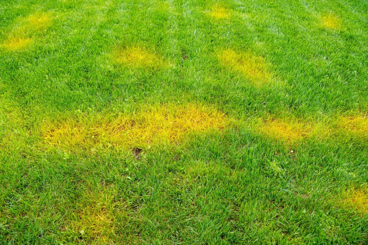 Pelouse verte parsemée de taches jaunes. Que faire pour raviver cette pelouse jaune ?