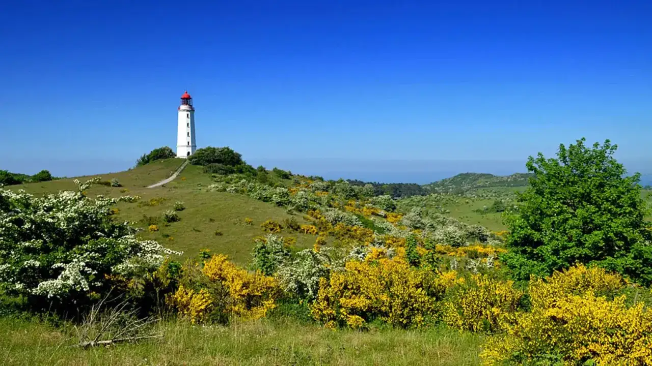 Leuchtturm auf einer autofreien Ostseeinsel, umgeben von bl&uuml;henden Str&auml;uchern und gr&uuml;nen H&uuml;geln unter strahlend blauem Himmel.