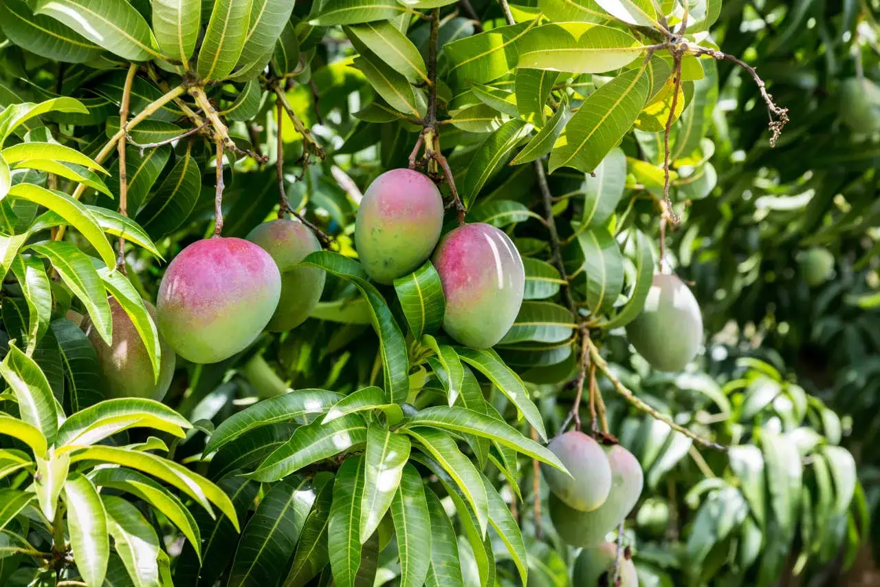 Maturazione dei manghi in un albero, un esempio di rigogliosa agricoltura tropicale. I frutti mostrano sfumature di verde e rosa sotto il sole.