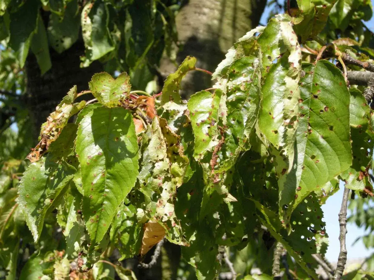 Foglie di ciliegio con fori e macchie, segno di corineo.