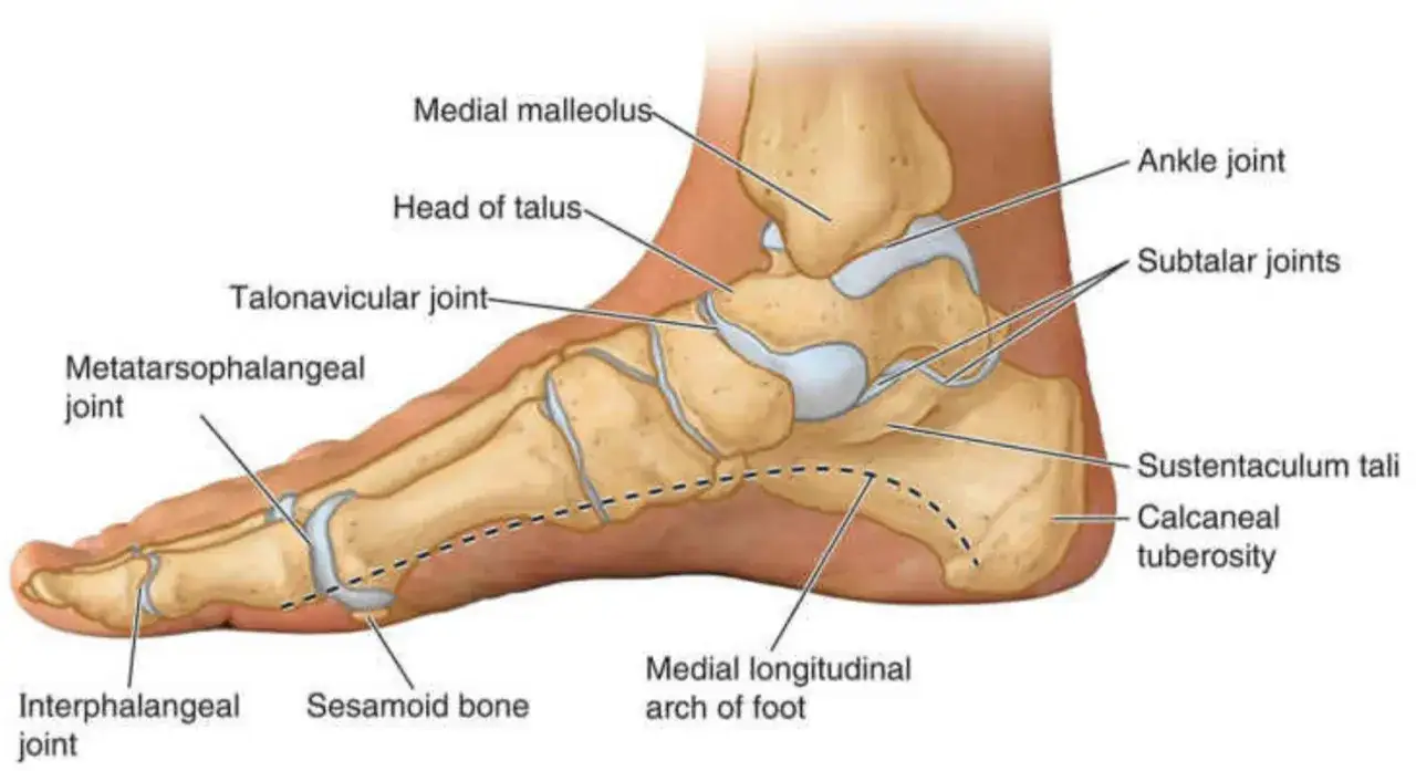 Szczegółowa anatomia stopy z zaznaczonymi stawami: skokowym, podskokowymi, łódkowo-skokowym, śródstopno-paliczkowymi, międzypaliczkowymi, kością sezamoidalną i łukiem podłużnym przyśrodkowym.