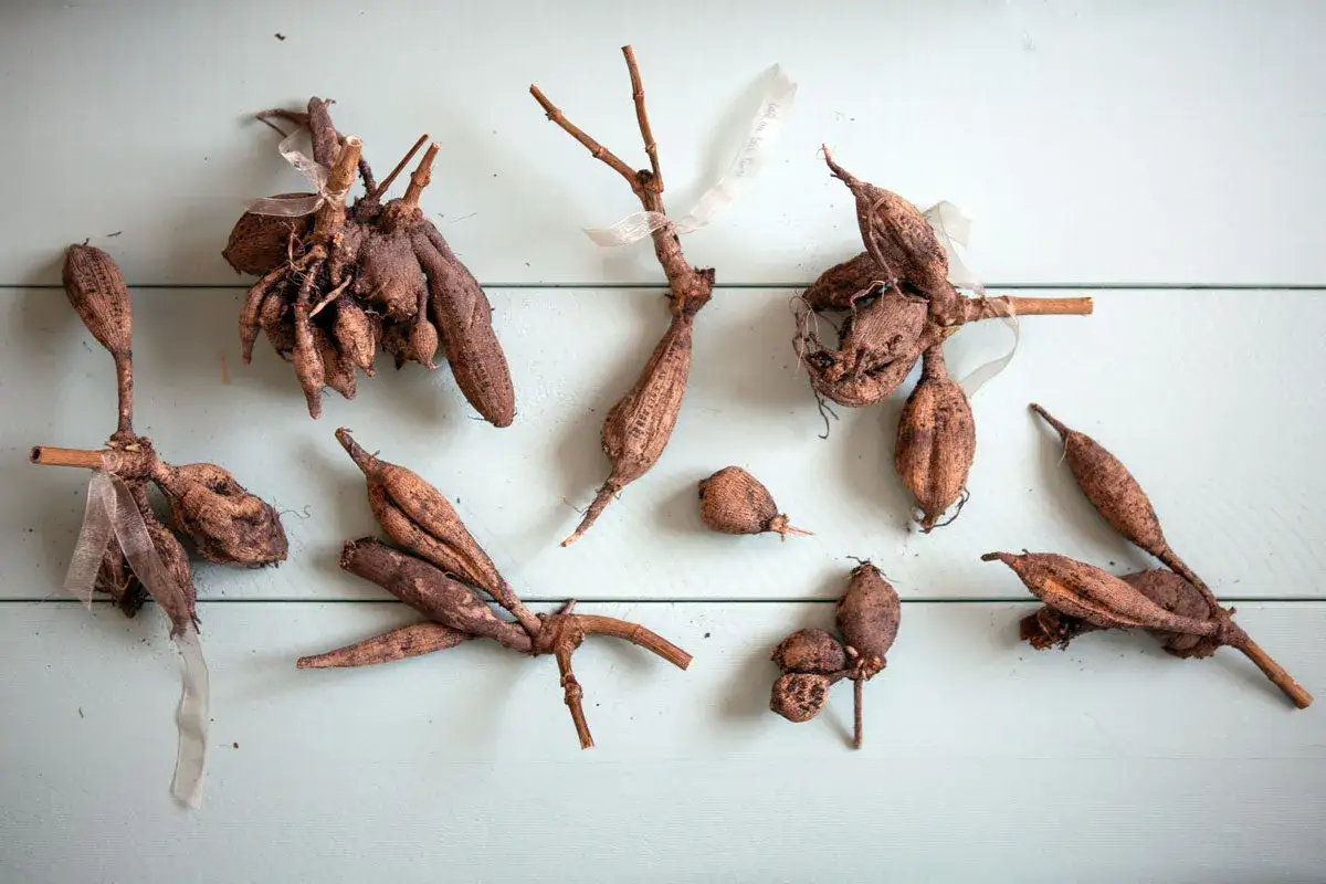 Mehrere Dahlienknollen liegen auf hellem Holz. Sie sind bereit, um Dahlien zu vermehren.