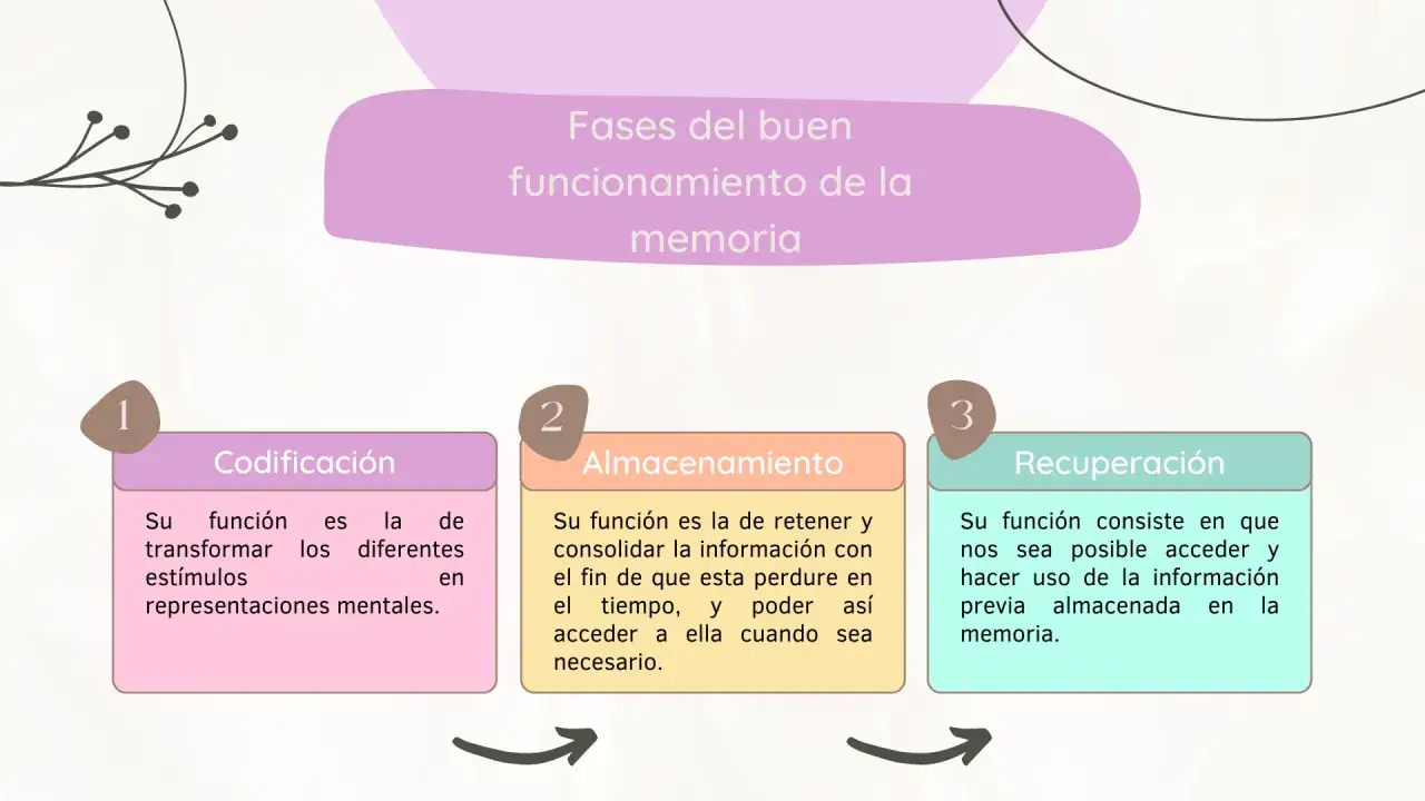 Diagrama ilustra las fases del buen funcionamiento de la memoria: codificaci&oacute;n, almacenamiento y recuperaci&oacute;n.