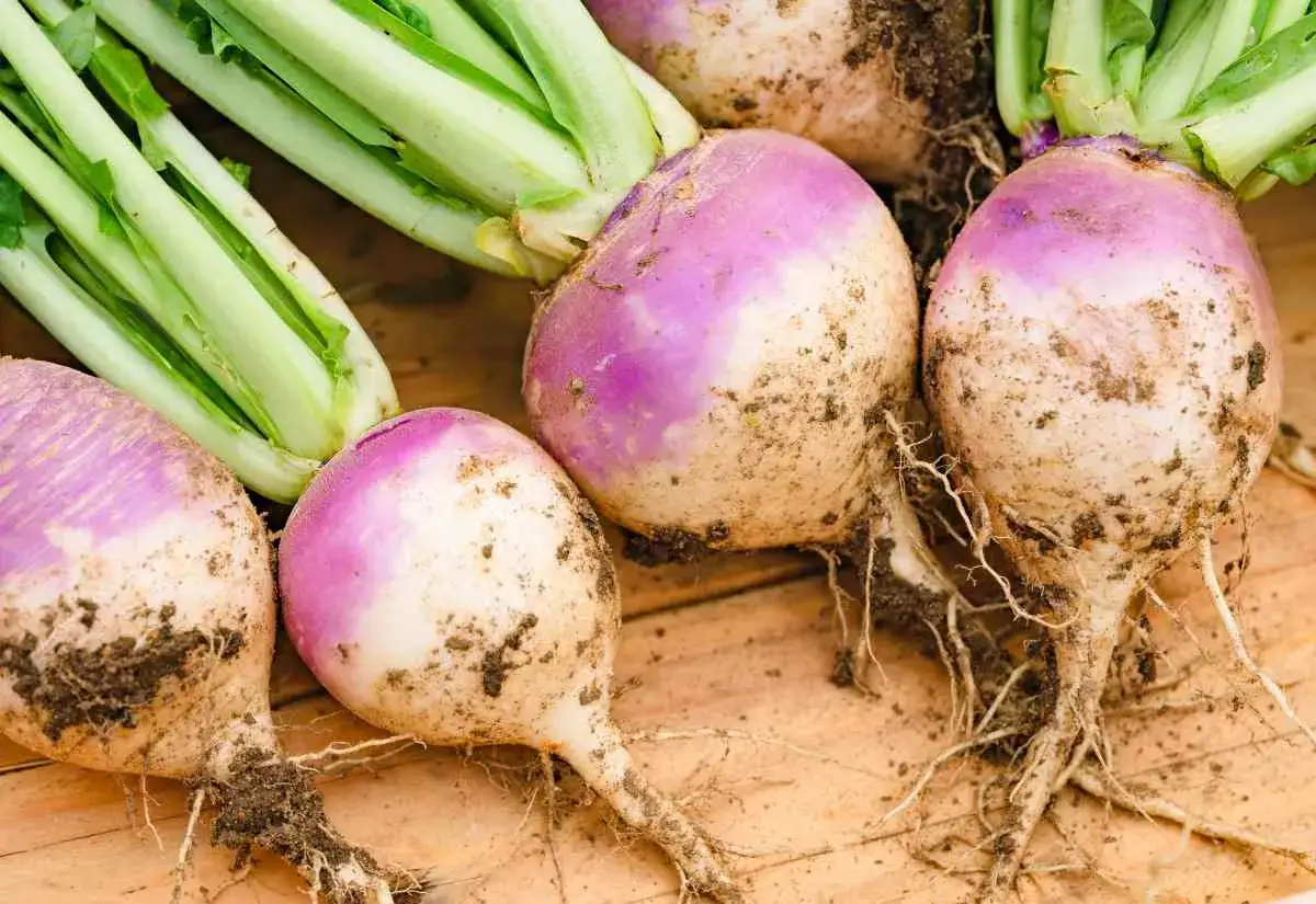 Navets fraîchement arrachés, prêts à être replantés ou cuisinés. Leurs racines fines et leurs feuilles vertes promettent une belle récolte.