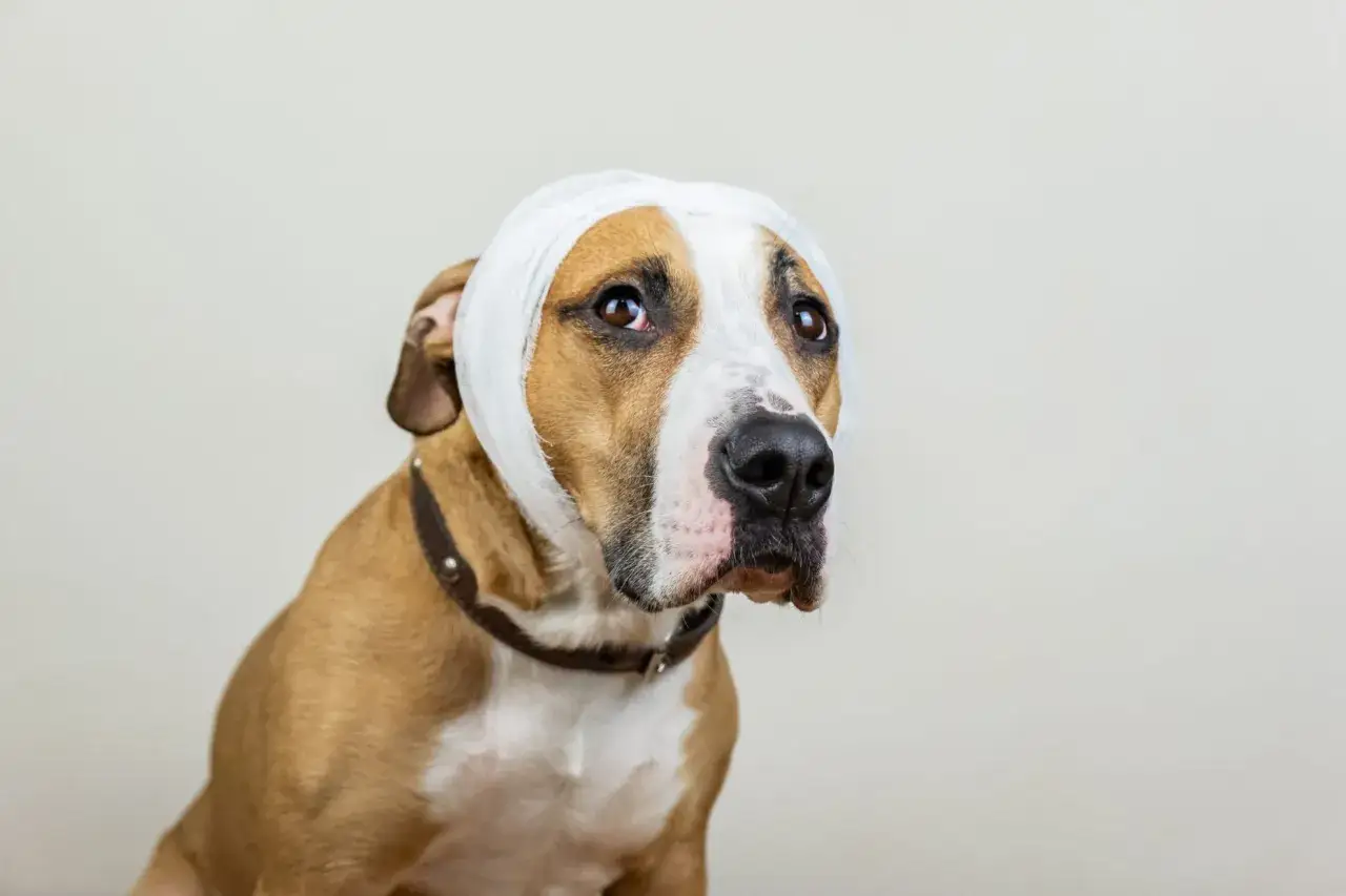 Un chien au pelage brun et blanc porte un bandage blanc autour de la tête, suggérant un hématome à l'oreille.