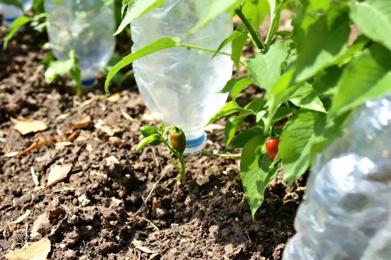 Petits poivrons verts et rouges poussent près de bouteilles en plastique servant à l'arrosage.