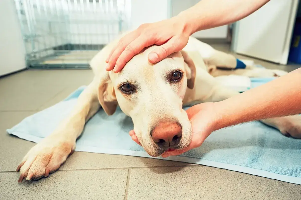 Ein Hund mit Anzeichen eines Schlaganfalls liegt auf einer Decke, w&auml;hrend ihm liebevoll &uuml;ber den Kopf gestreichelt wird.