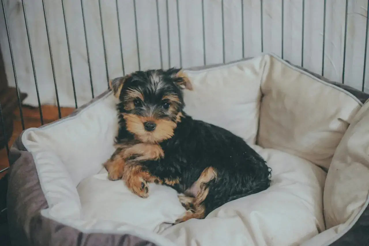 Uroczy szczeniak yorkshire terrier w swoim legowisku. Jego waga jest niewielka, idealna do przytulania.