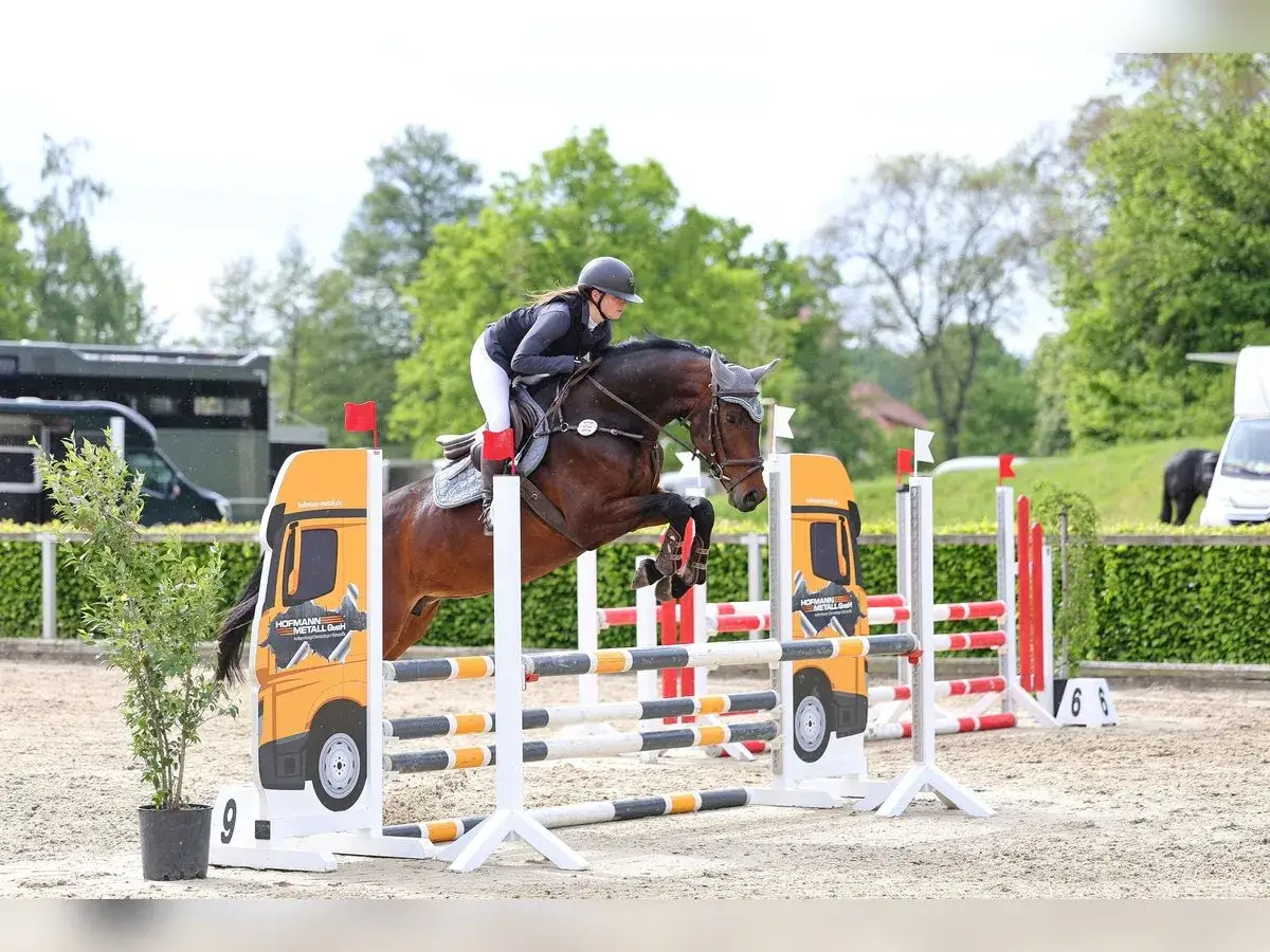 Un magnifique cheval westphalien, mont&eacute; par une cavali&egrave;re en pleine action, franchit un obstacle lors d'une comp&eacute;tition d'&eacute;quitation.