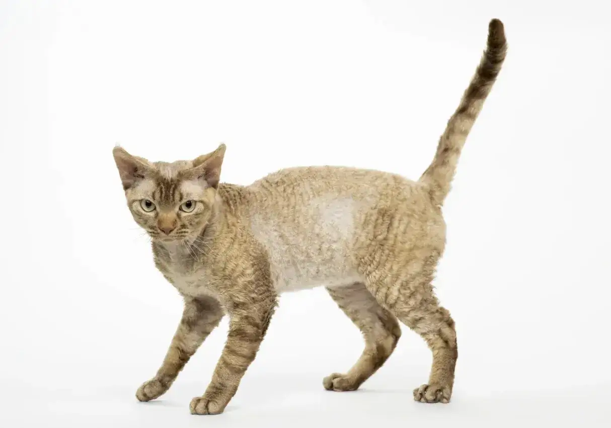 Un gato Devon Rex de pelaje rizado y color crema con rayas marrones, con orejas grandes y una cola larga, posa con curiosidad.