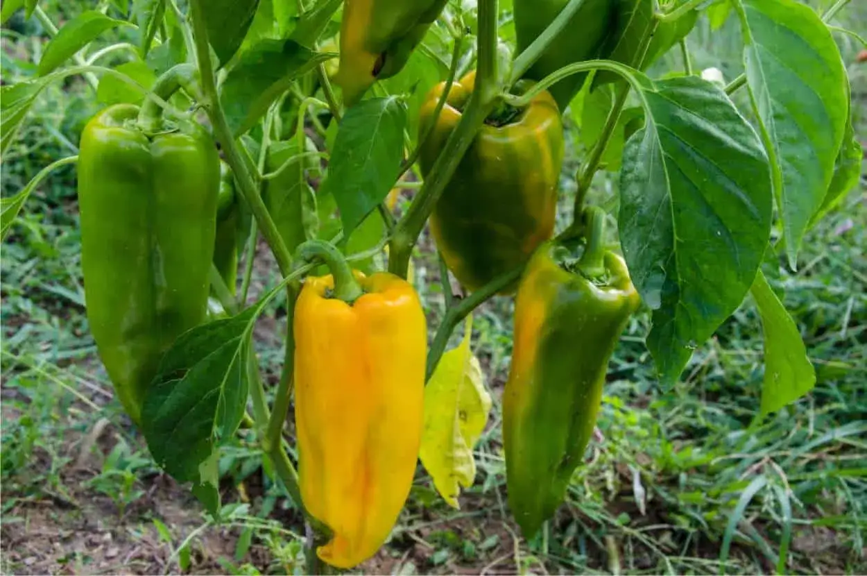 Pianta di peperoni con frutti verdi e gialli, alcuni ancora acerbi. L'altezza pianta peperone &egrave; ideale per la raccolta.
