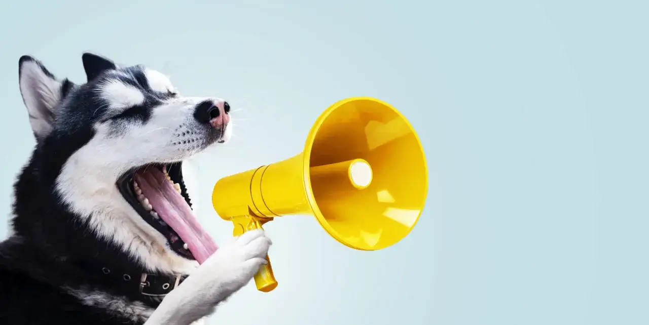 Szkolimy psa, jak nauczyć psa sygnalizowania, że chce wyjść. Husky z megafonem krzyczy