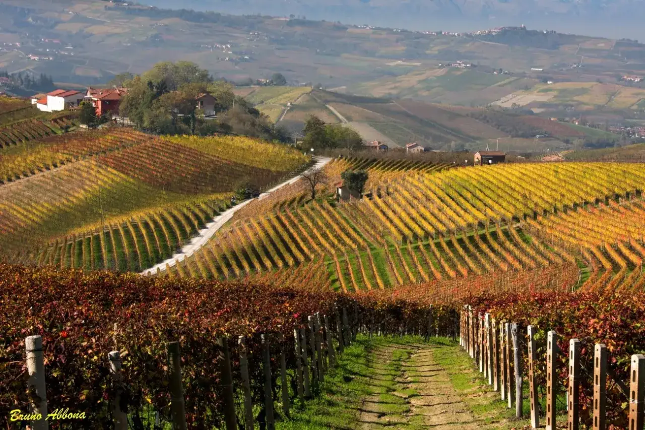 Colline piemontesi con vigneti autunnali dai colori caldi, dove si coltiva il **dolcetto**. Case sparse e un sentiero si snodano tra i filari.