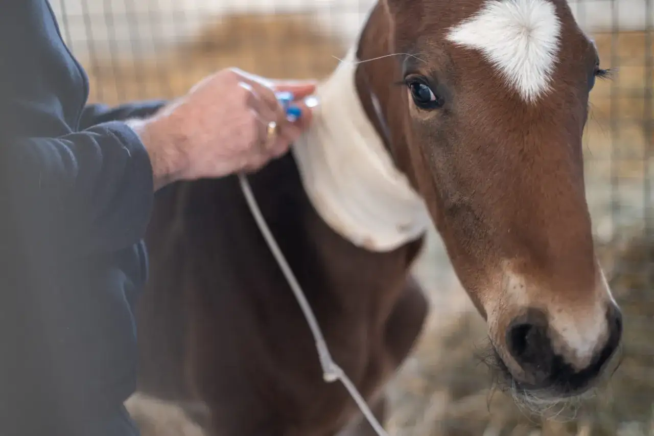 Un poulain brun reçoit un traitement pour le Rhodococcus equi. Un vétérinaire lui administre un médicament.