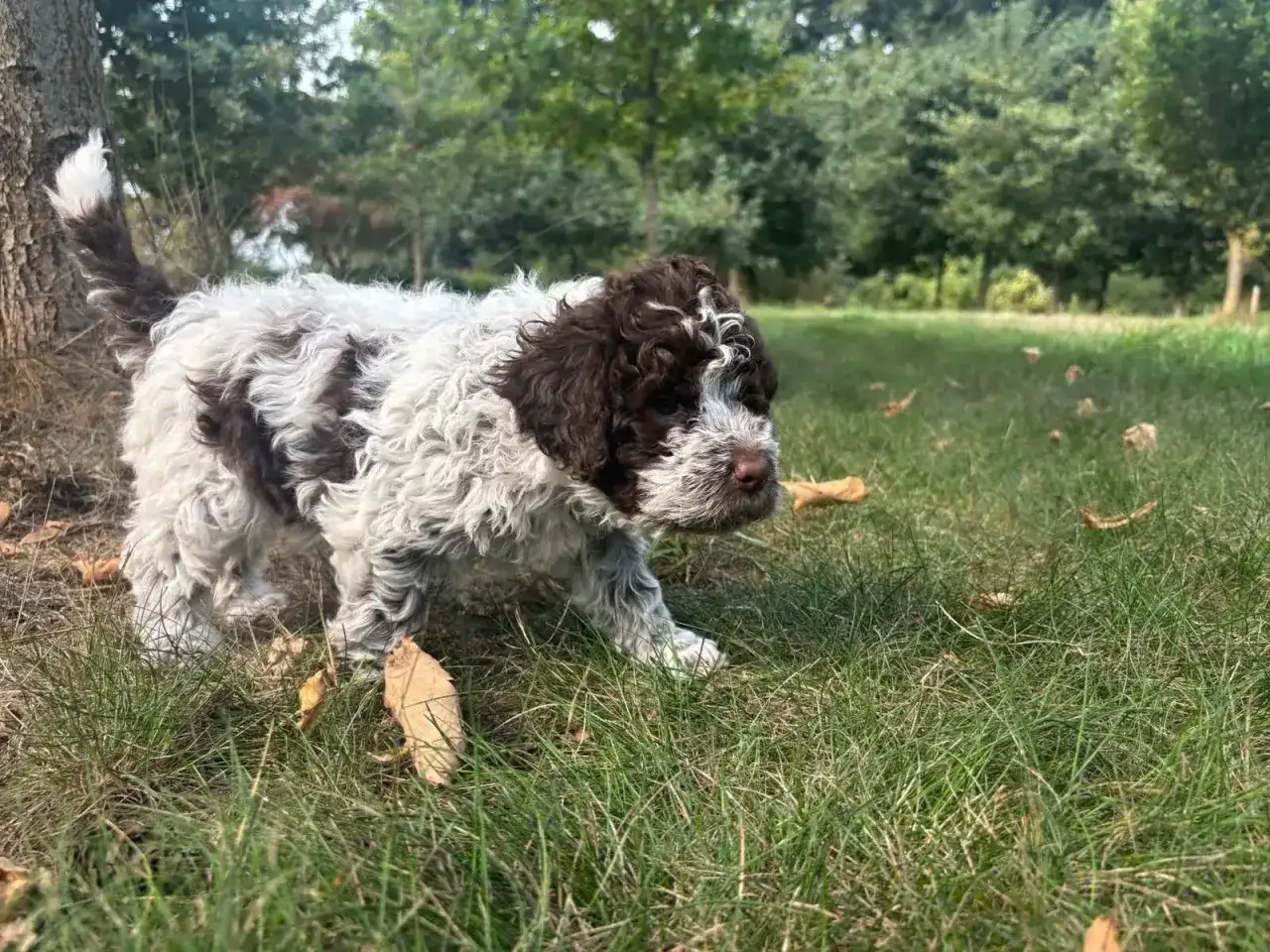 Szczeniak lagotto romagnolo o brązowo-białym umaszczeniu, z charakterystyczną kręconą sierścią, eksploruje trawę. Jego wesoły **lagotto romagnolo charakter** widać w każdym ruchu.