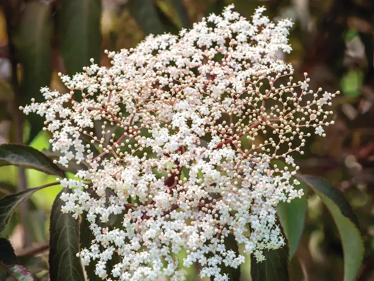 Gros plan sur une grappe de fleurs de sureau blanches et délicates, évoquant les bienfaits naturels de cette plante.