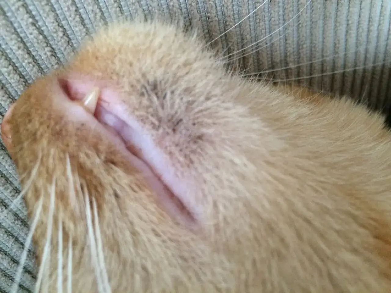 N&auml;rbild p&aring; en katts haka med sm&aring; svarta prickar, som kan vara tecken p&aring; katt akne.