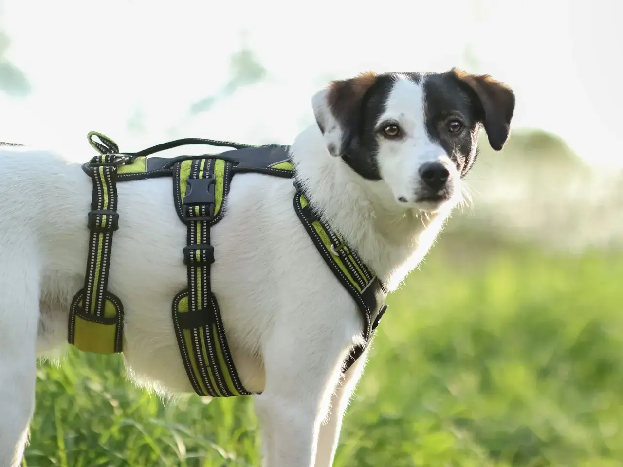 Svartvit hund med selesom er klar for å springa med hund i alle alder.