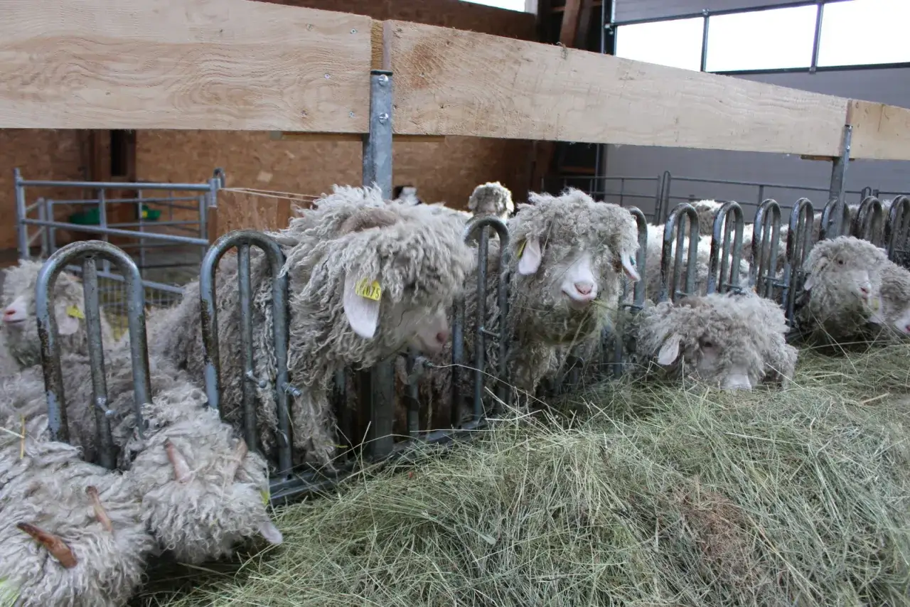 Des chèvres angora aux toisons épaisses mangent du foin. Leur laine, d'une qualité extra, promet une longue durée de vie aux vêtements.