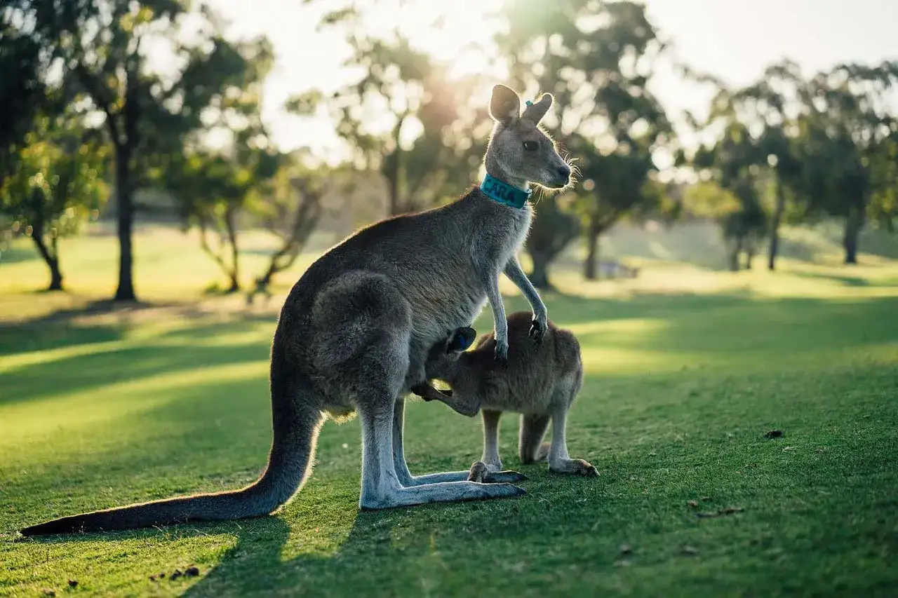 Kangurzyca z młodym na trawiastym polu. Słońce przebija się przez drzewa. Australia ciekawostki w najlepszym wydaniu.