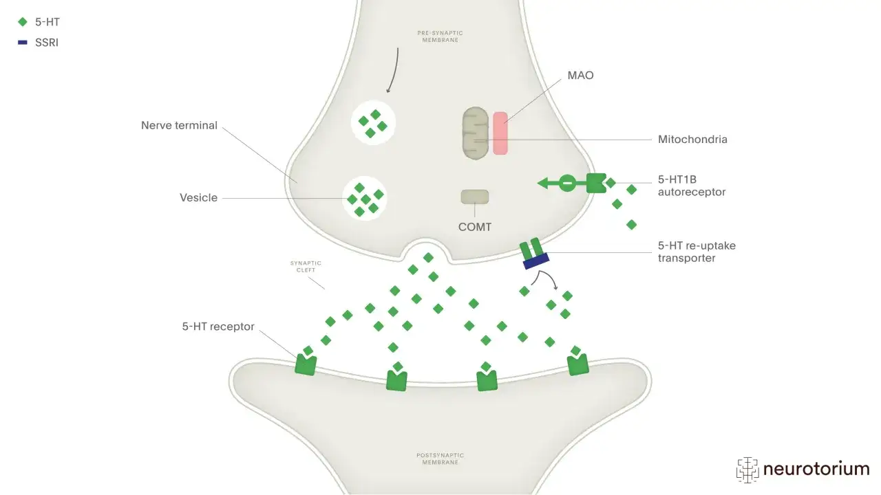 Schemat synapsy: SSRI blokuje transporter wychwytu zwrotnego 5-HT, zwiększając jego stężenie w szczelinie synaptycznej.