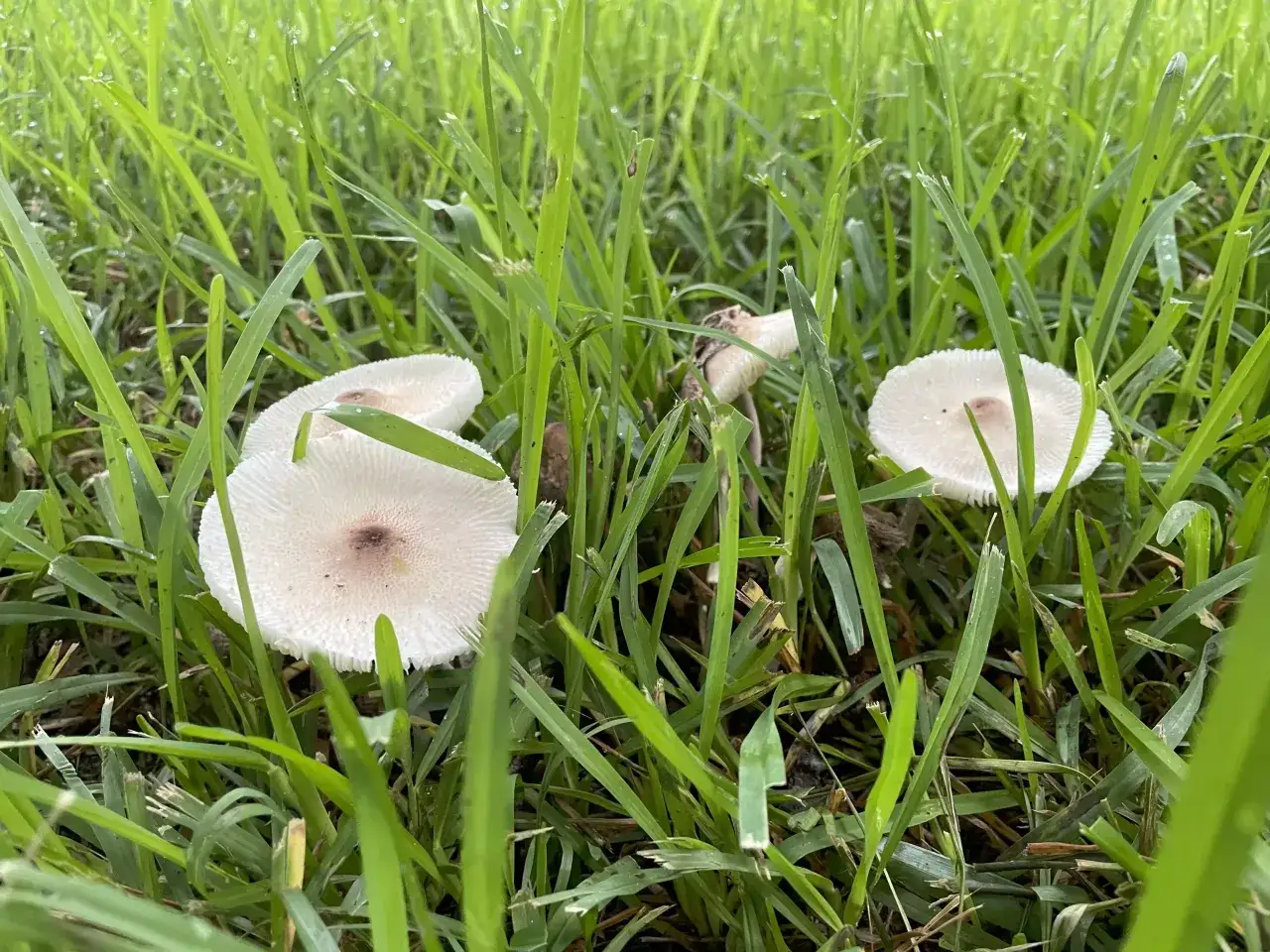 White mushrooms sprout in lush green grass, prompting the question: can cats eat mushrooms?