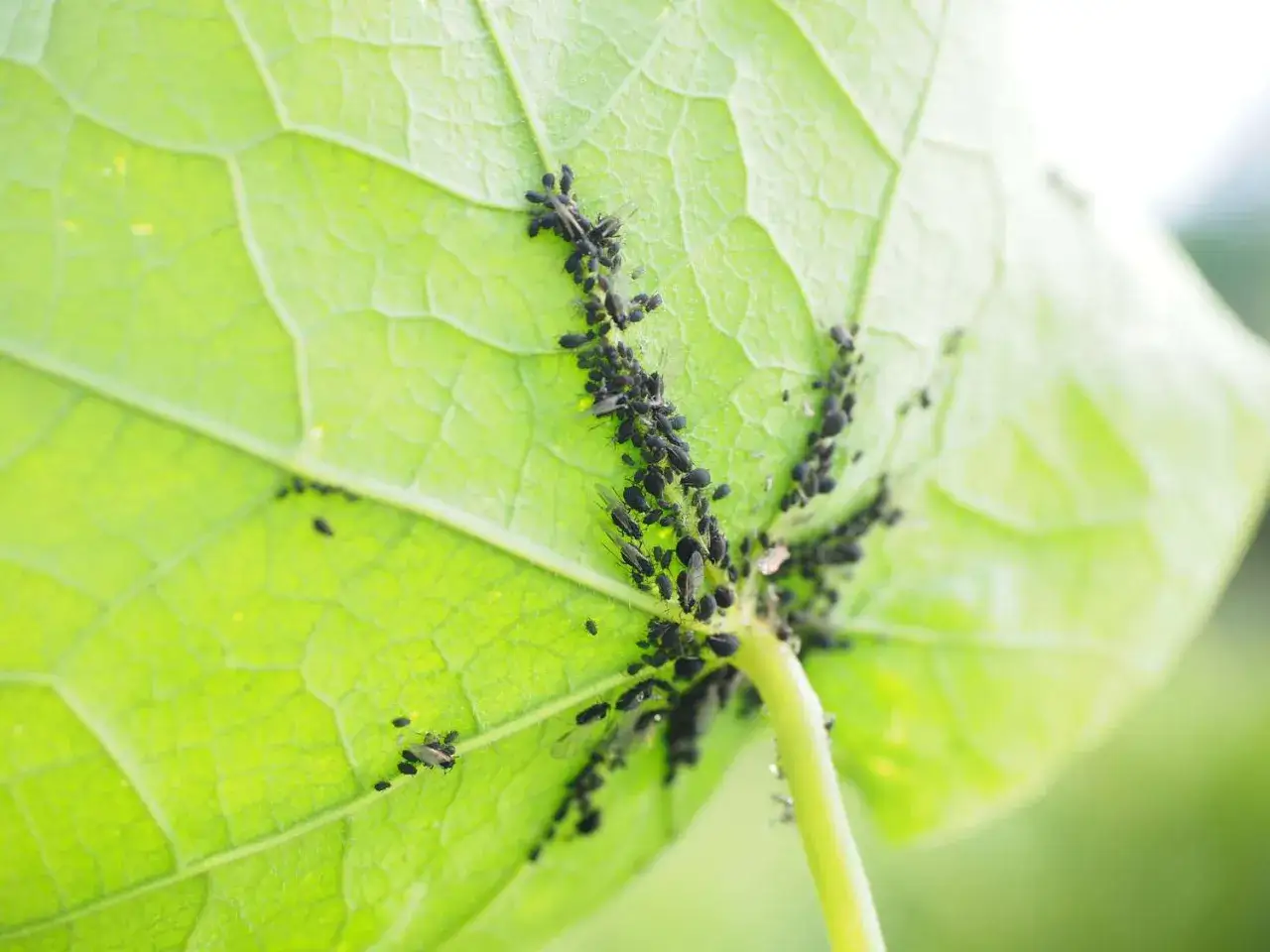 Un gruppo di afidi neri si aggrappa al lato inferiore di una foglia verde brillante, nutrendosi della linfa vitale della pianta.