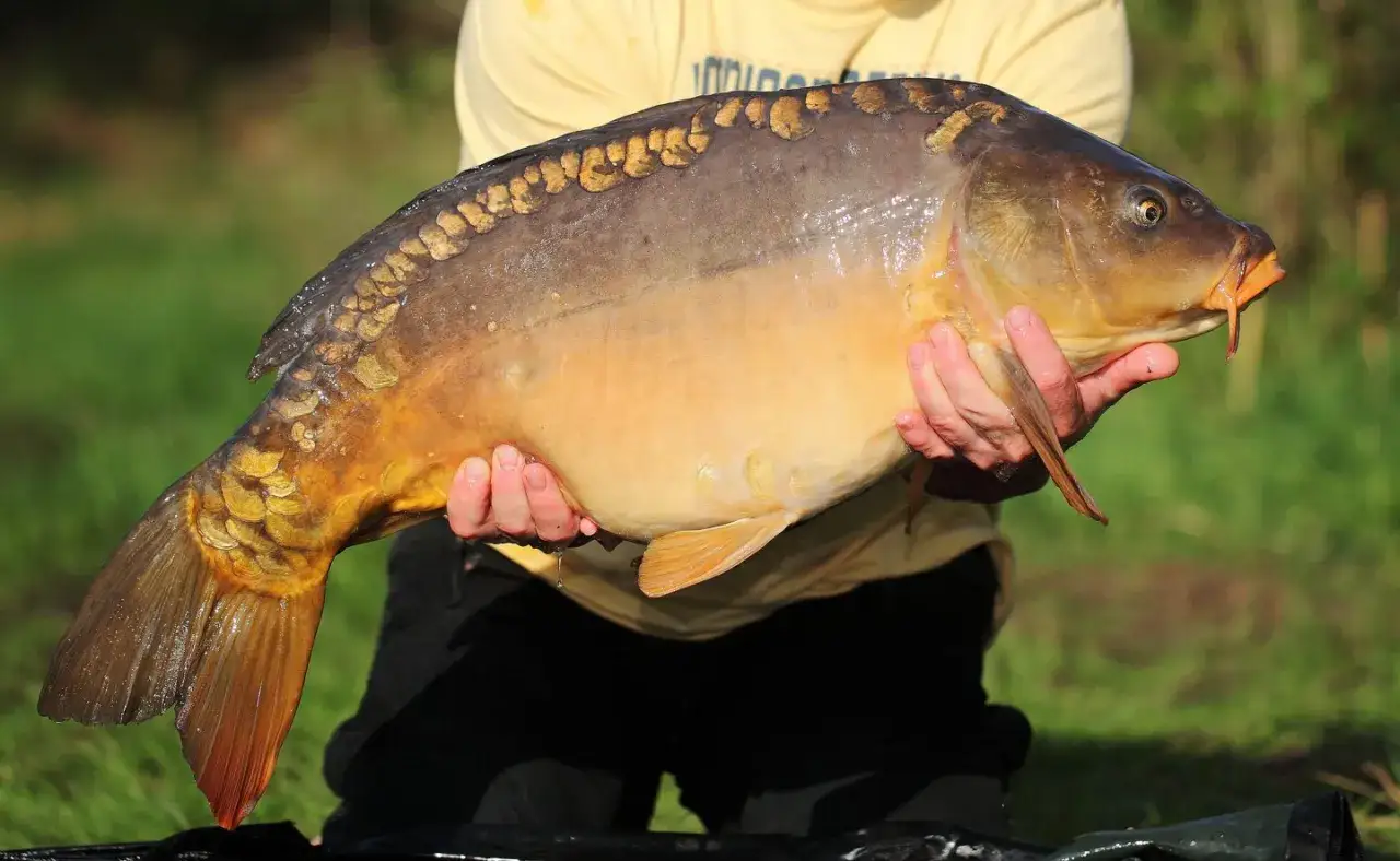 Ein Angler h&auml;lt stolz einen riesigen Karpfen. Ein perfekter Fang f&uuml;r den Angelurlaub Karpfen!