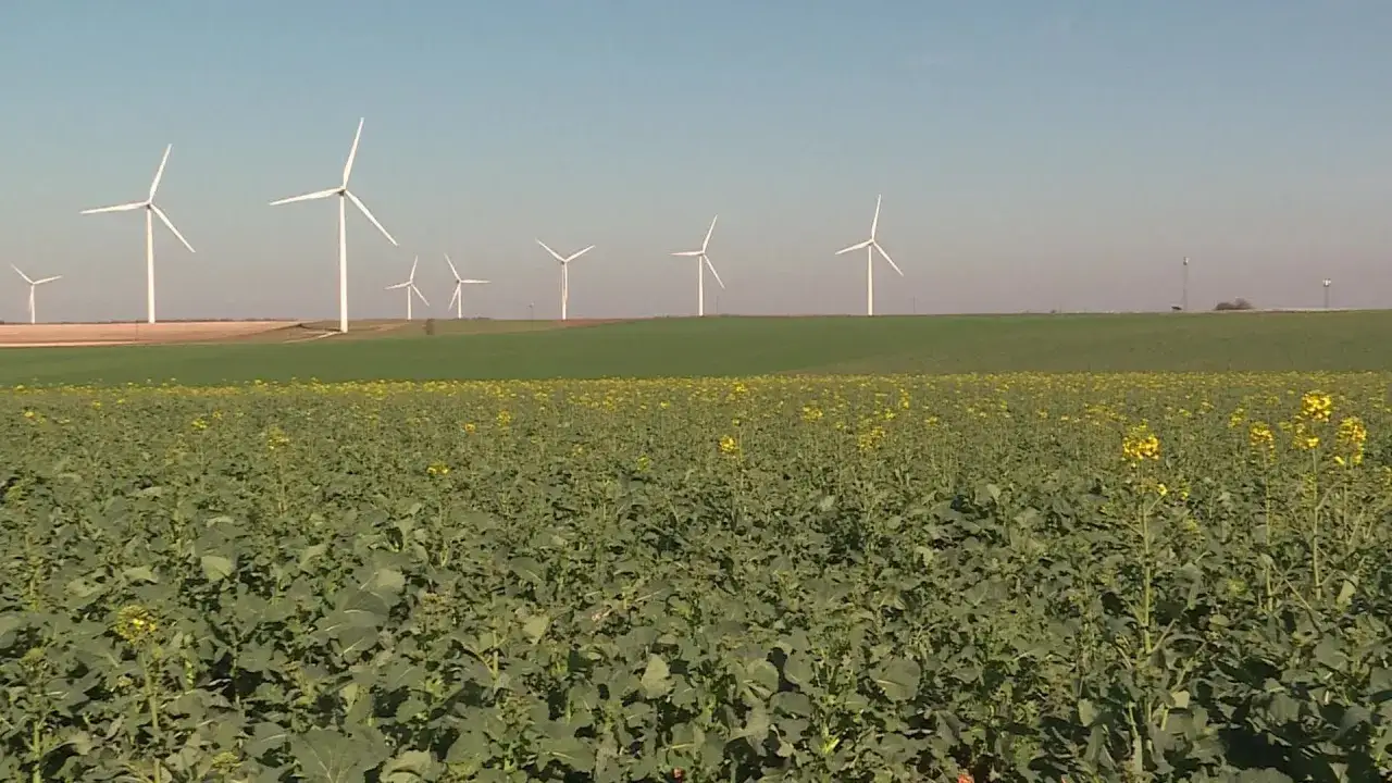 Vastes champs de colza en fleurs s'étendent sous un ciel bleu, parsemés d'éoliennes qui dansent au vent.