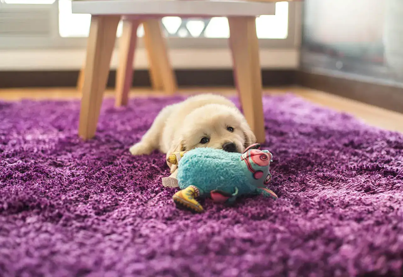 Uroczy szczeniak golden retriever bawi się zabawką na fioletowym dywanie. To idealny moment na szkolenie szczeniaka od kiedy zaczyna się jego przygoda z domem.