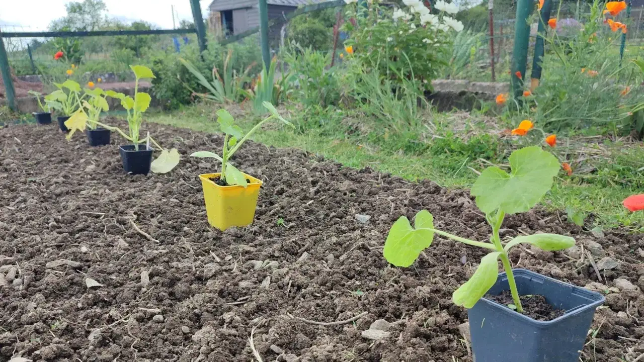 Jeunes plants de courgette prêts à être repiqués dans le potager, avec des coquelicots en arrière-plan.