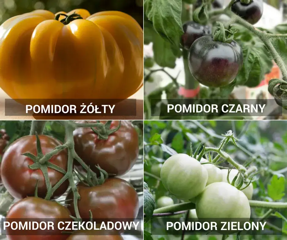 różne odmiany pomidorów do sosu
