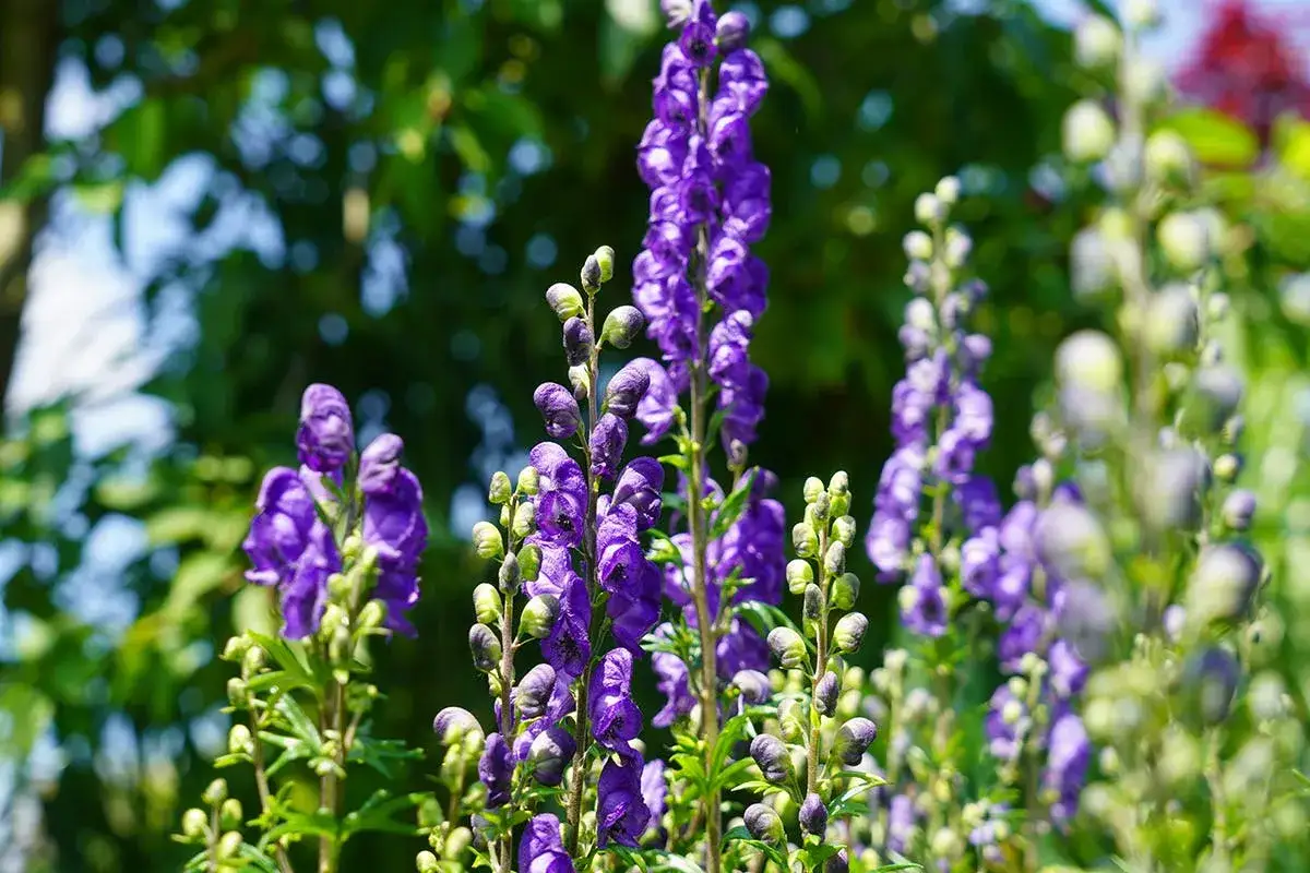 Vackra lila blommor, stormhatt giftig, reser sig mot en gr&ouml;n bakgrund. Var f&ouml;rsiktig med denna vackra men farliga v&auml;xt.