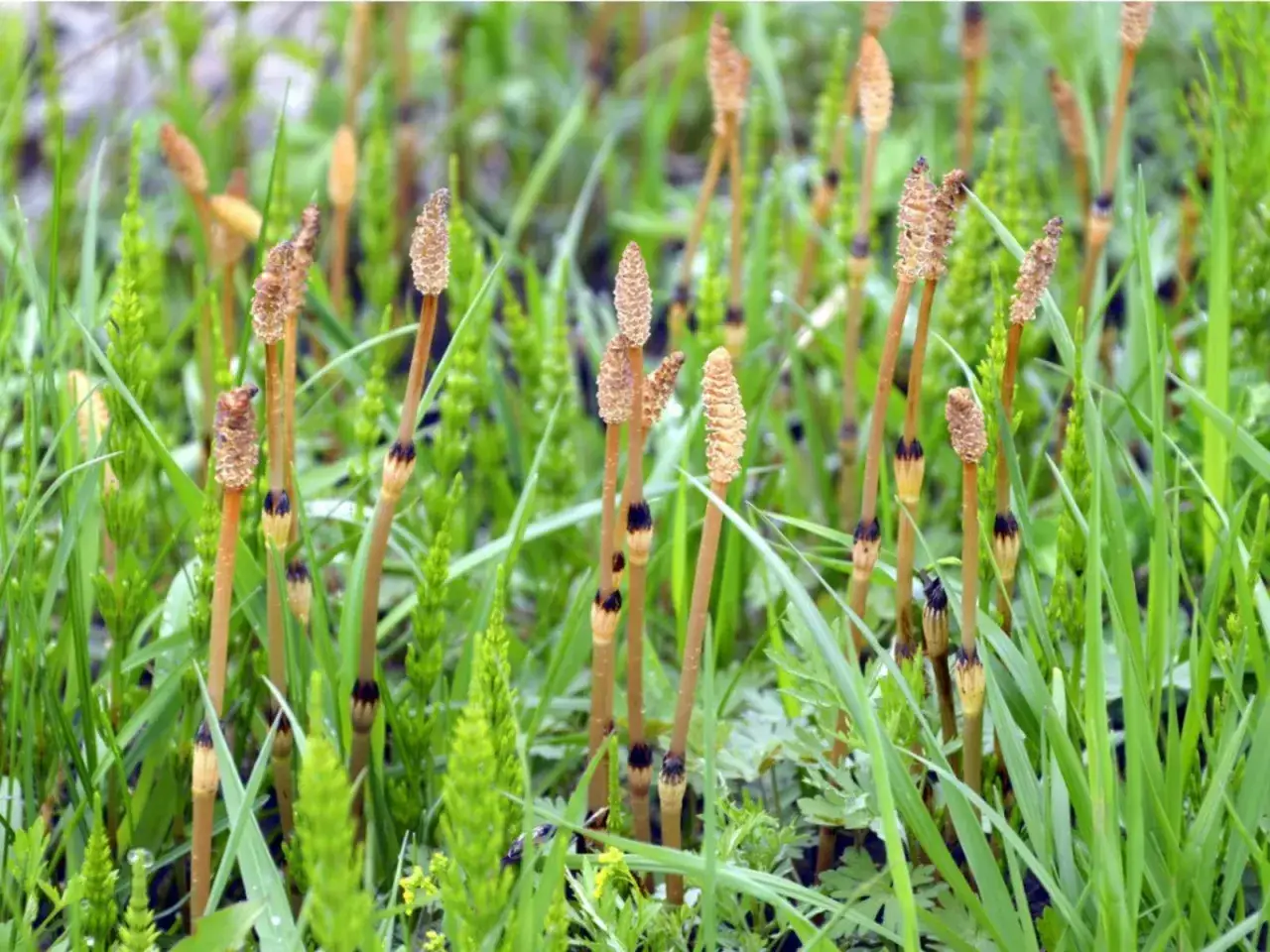 Champ de prêle des champs, avec ses tiges brunes coniques et ses jeunes pousses vertes feuillues.