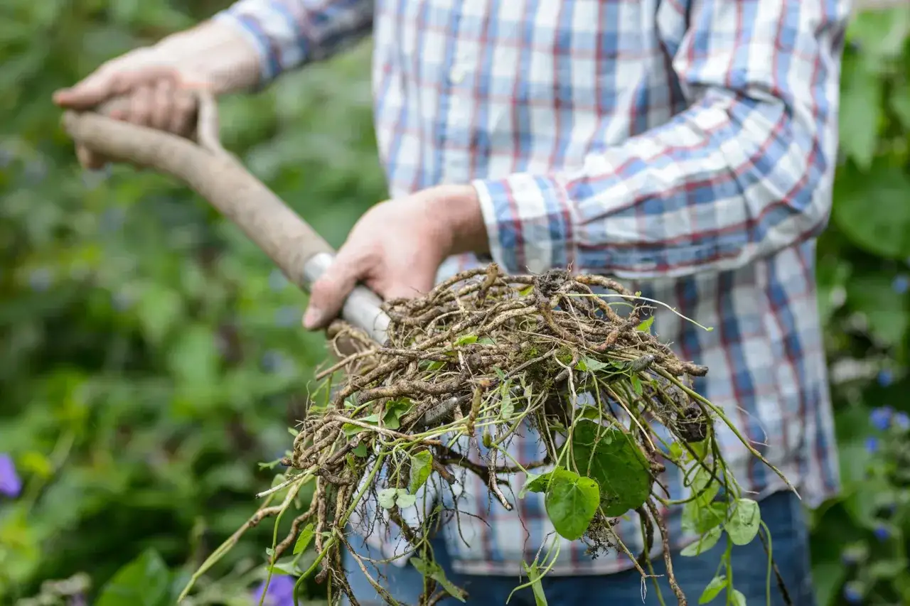 Main d'un jardinier en chemise à carreaux tenant une pelle remplie de racines de liseron, une victoire pour se débarrasser du liseron.