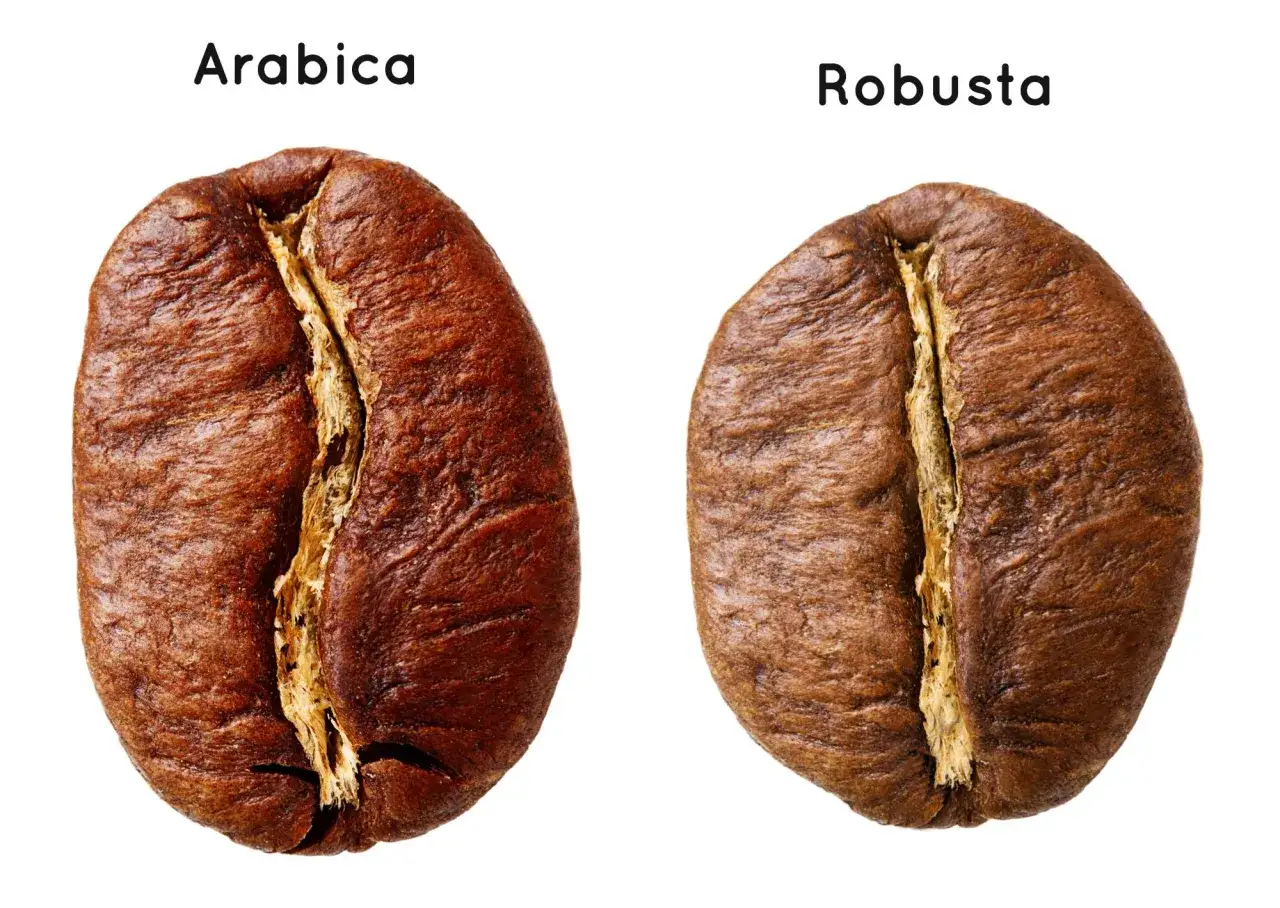 Dwa ziarna kawy: po lewej większa, ciemniejsza arabika, po prawej mniejsza, jaśniejsza robusta.
