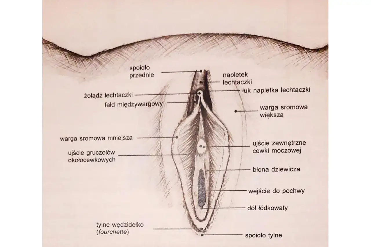 Ilustracja anatomiczna kobiecych narządów płciowych zewnętrznych, z zaznaczonymi elementami takimi jak łechtaczka, wargi sromowe, cewka moczowa. Może być pomocna przy planowaniu korekty warg sromowych.