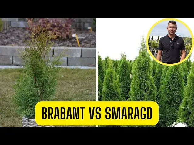 tuja smaragd brabant porównanie