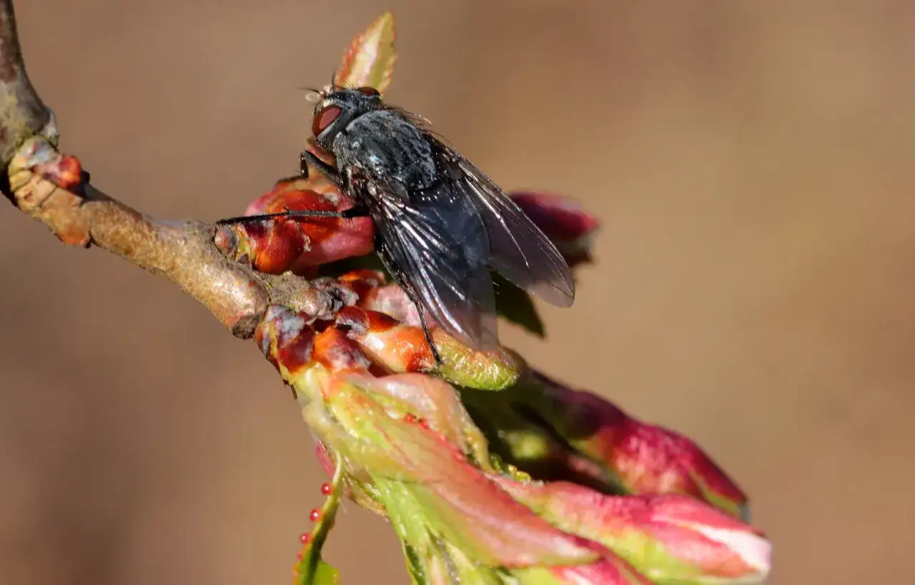 Mouche du cerisier sur bourgeon. Le sulfate de fer, utilis&eacute; pour le traitement du sol, pourrait aider &agrave; pr&eacute;venir ce nuisible.