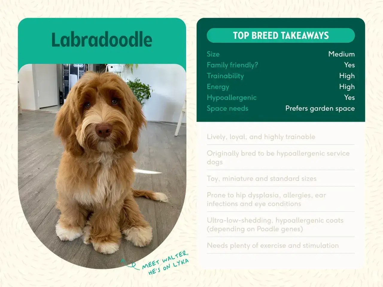 Uroczy piesek, mieszanka pudla z labradorem, siedzi na podłodze. Obok niego znajduje się tekst o rasie Labradoodle.