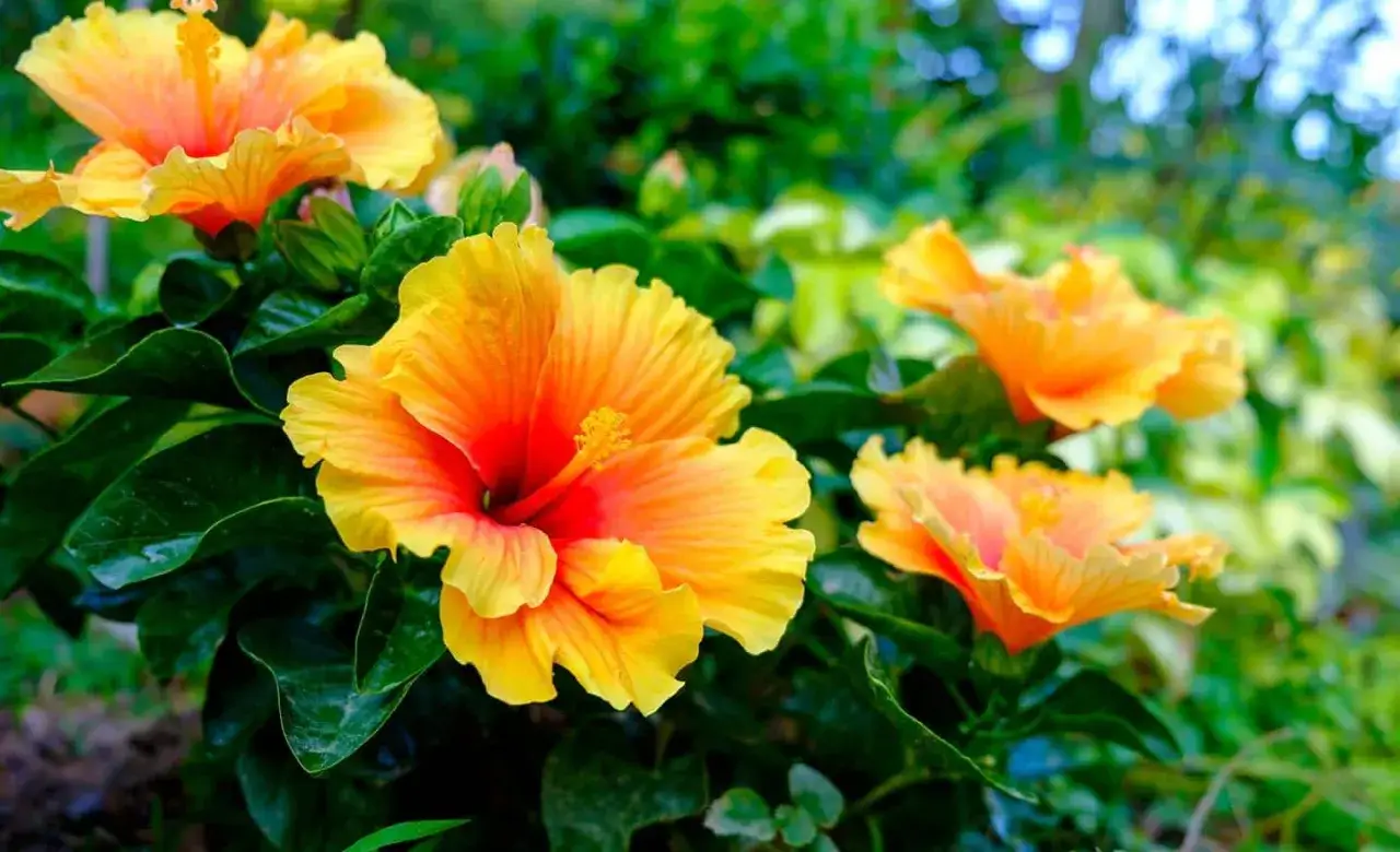 Piękne, pomarańczowo-żółte kwiaty hibiskusa w pełni rozkwitu. Widać, że hibiskus kwitnie obficie, tworząc barwną plamę w ogrodzie.