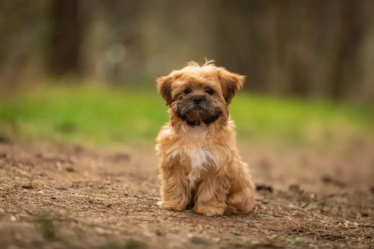 Uroczy szczeniak rasy york shih tzu siedzi na leśnej ścieżce, z zaciekawieniem patrząc w obiektyw.
