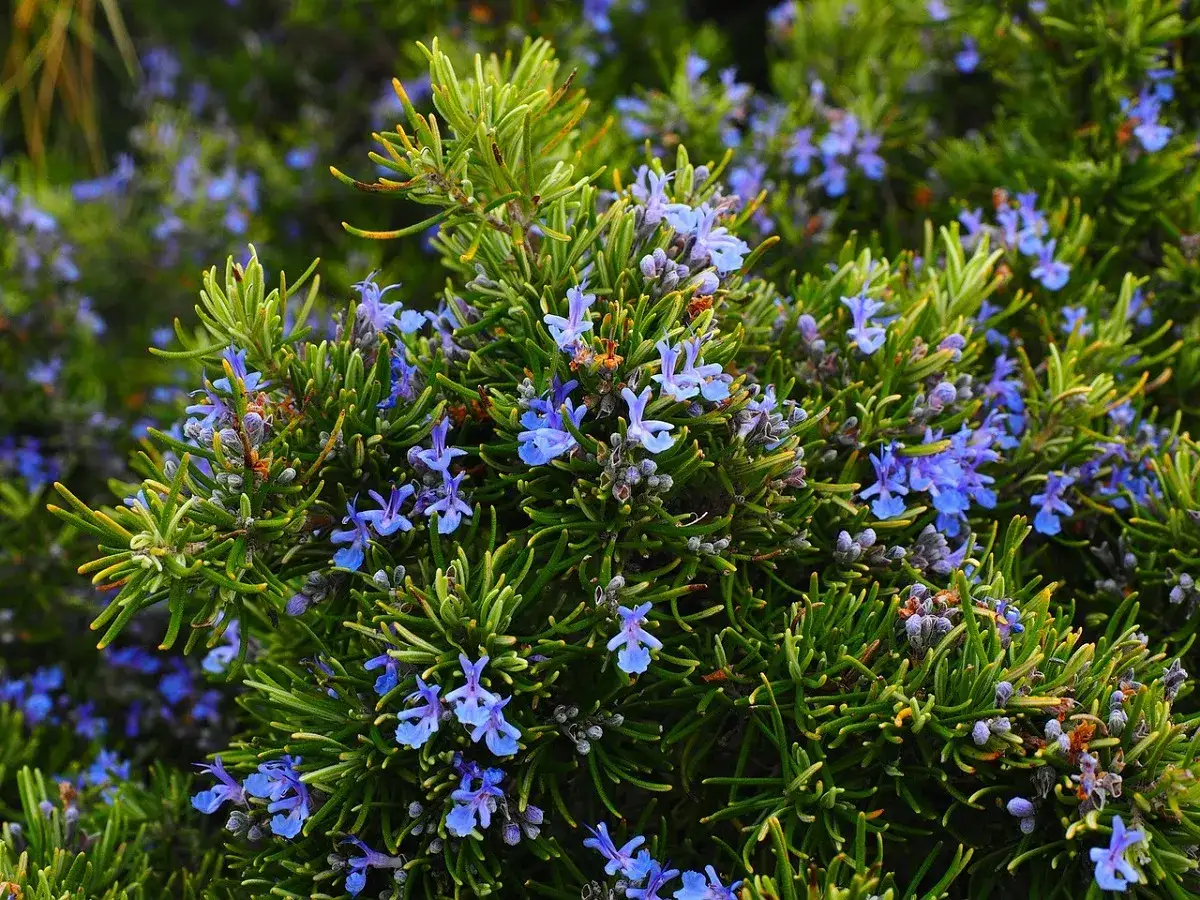 Romerillo, una de las plantas que ahuyentan los mosquitos, con sus delicadas flores azules y hojas verdes.